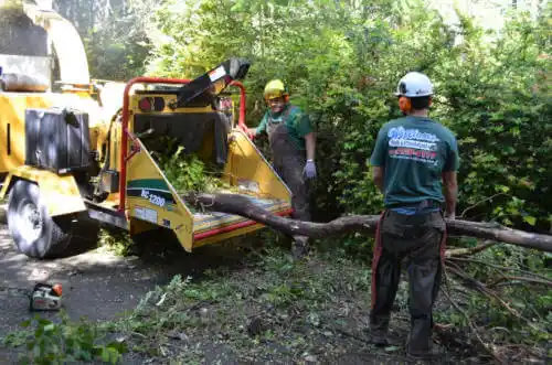 tree services Crawfordville